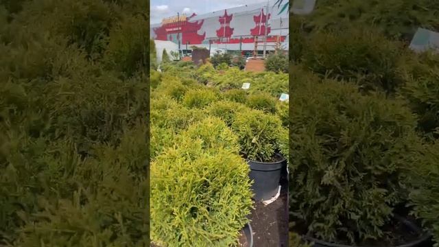 Туя Хозери смотреть онлайн