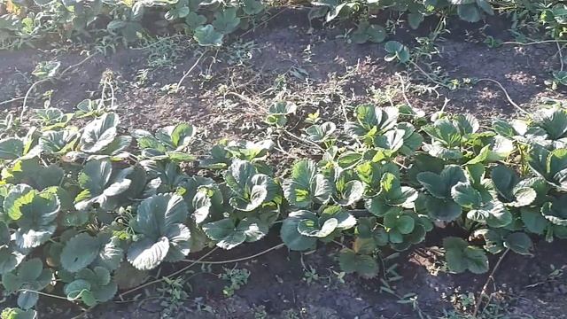 Клубника Альбион + много усов +начало плодоношения!!! смотреть онлайн