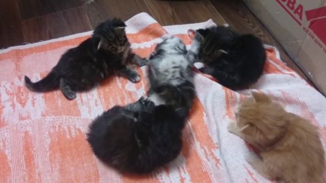 Котята мейн-куны играются, возраст 3 недели