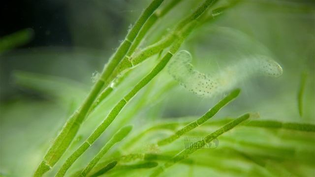 Червь Aeolosoma sp. под микроскопом, семейство Aeolosomatidae.