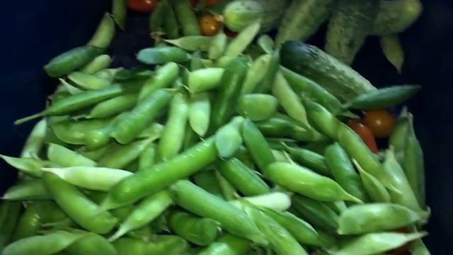 МАЛОСОЛЬНЫЕ ОГУРЦЫ ЗА 1 день _ замораживаю зелёный горошек смотреть онлайн