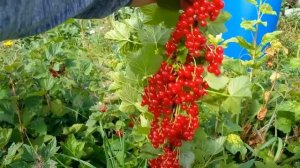 Красная смородина,крупноплодная.