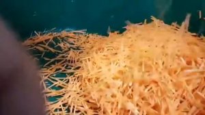Шинковка моркови по-корейски промышленная 500 кг/час