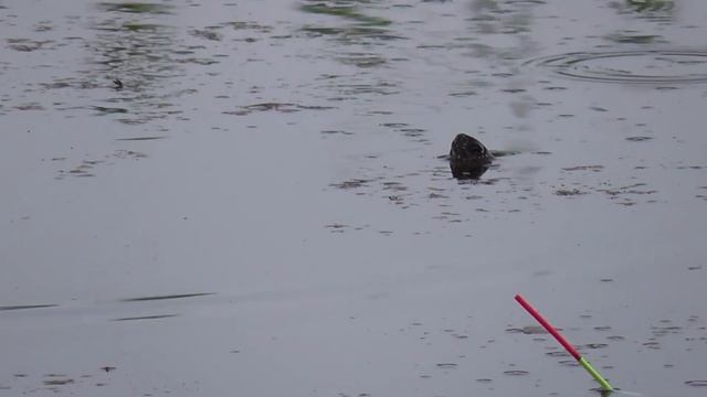 РЫБАЛКА на КАРАСЯ или ЛОВИ в КАМЫШАХ смотреть онлайн