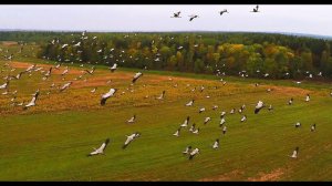 Серый журавль (Grus grus) - Common crane