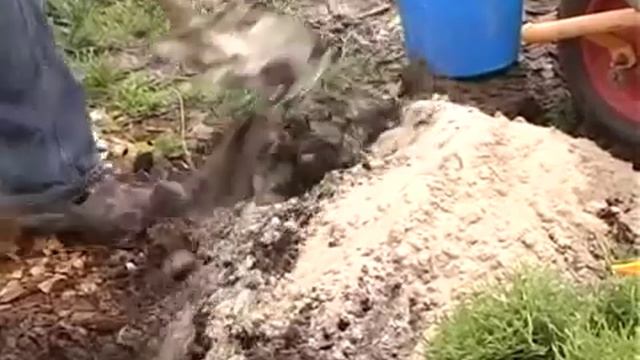 Дизайн вашего сада: посадка хвойных растений смотреть онлайн