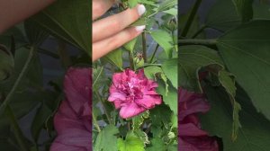 Гибискус махровый Фрэнч Кабаре (FRENCH CABARE)