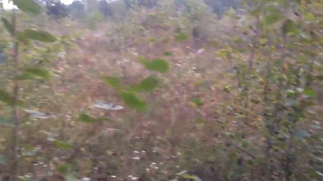 Киев 22.09.17 собираем грибочки) смотреть онлайн