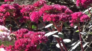 Осень  в храме