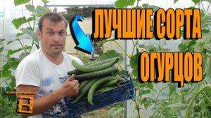СУПЕР СОРТА ОГУРЦОВ ДЛЯ ПОСАДКИ В НОВОМ СЕЗОНЕ. САД (ОГОРОД) И ТЕПЛИЦА