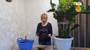 ПЕРЕВАЛКА ОГРОМНЫХ ЗАМИОКУЛЬКАСОВ. ГРУНТ, ГОРШКИ, ПОЛЕЗНЫЕ СОВЕТЫ.