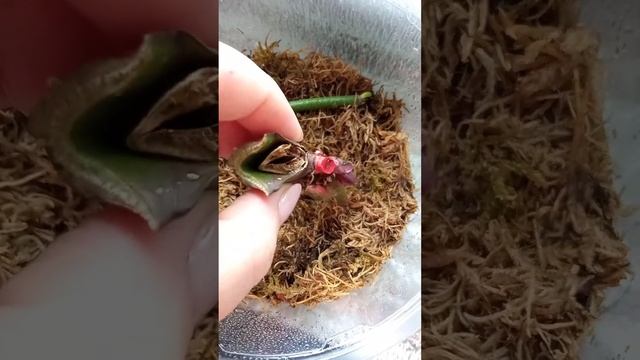 Реанимация орхидей. Наращивание корней с нуля. Появление детки на голом пеньке орхидеи. смотреть онлайн