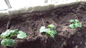 ВЫСАДИЛА ПЕРВЫЕ ОГУРЦЫ В ТЕПЛИЦУ! Ольга Чернова.