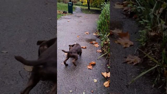 Rat Caught with pure skill by Rollo the patterdale terrier