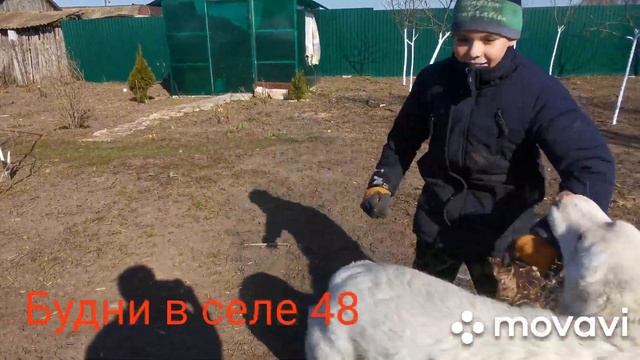 #Алабай #белимдеревья Покрасили деревья! Арчи не слушается!