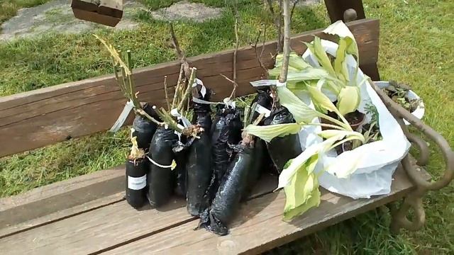 Дачное обозрение в конце весны. И немного экзотических растений. смотреть онлайн