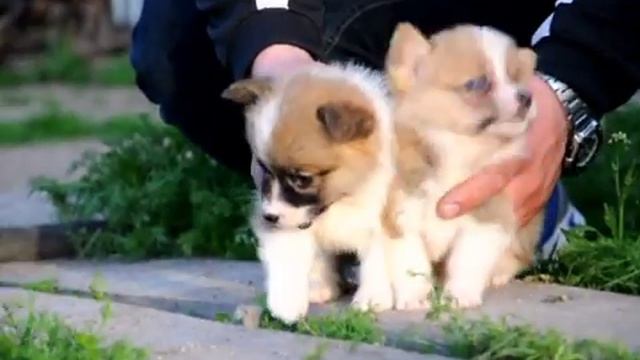 Щенки вельш корги пемброка смотреть онлайн