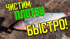 Чистим Плотву за 1 минуту