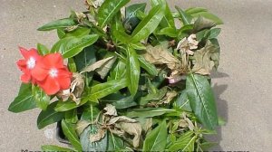 Как вырастить из семян ампельный катарантус