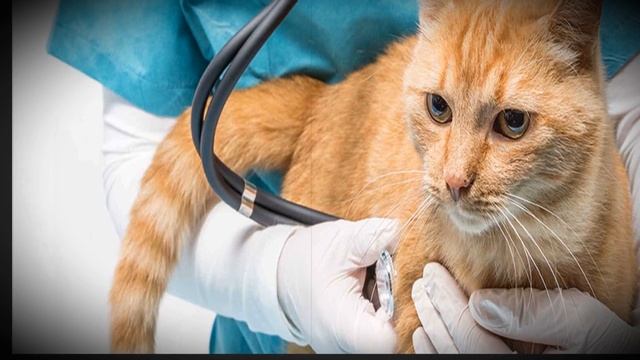 Кошку принесли на эвтаназию. Когда ветеринар осмотрел её, то сразу выгнал хозяев из клиники. смотреть онлайн