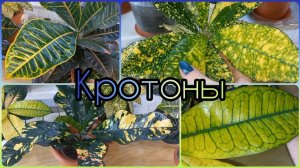 КРОТОНЫ?Как изменился НОВИЧОК из октябрьской посылки?Уход?Полив?Освещение?Миссис Айстон?