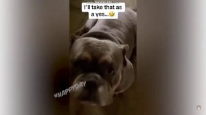 СМЕШНЫЕ КОШКИ 2023 .