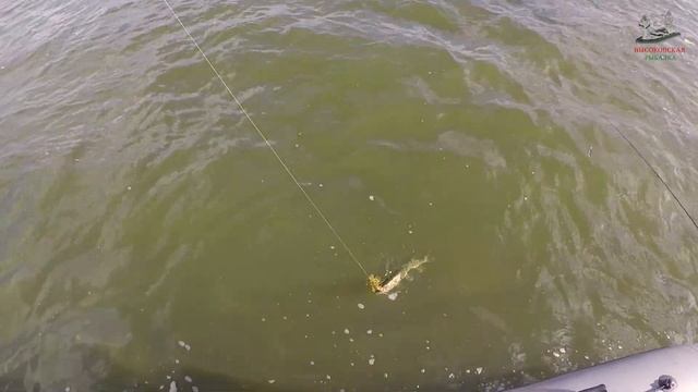 ловля щуки на колебалки летом 2019 смотреть онлайн