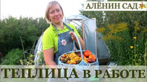 Теплица своими руками через 1,5 года / Что случилось?