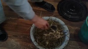 кормление зимой вьетнамских свиней