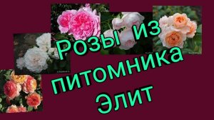Розы из питомника "Элит "