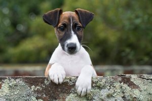 Видеообзор щенков на продаже нашего питомника "Гладкий охотник" породы фокстерьер гладкошерстный