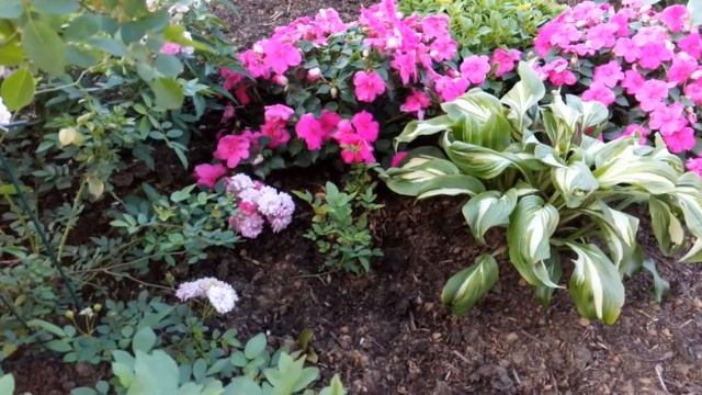 Цветник в тени смотреть онлайн