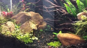 Система CO2 на лимонке , часть-2. Электромагнитный клапан #Акваберег #Калининград