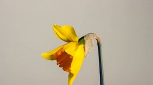 Распускающийся нарцисс Blooming daffodil