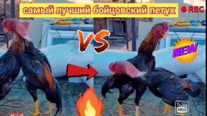 #бой петушок