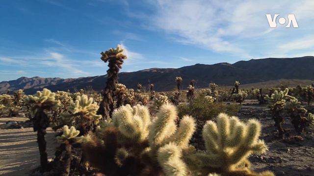 Kaktuslar bağı смотреть онлайн