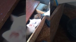 КАК ПРАВИЛЬНО КОРМТЬ ПОРОСЯТ БЕЗ МАТЕРИ