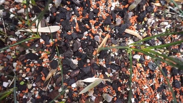 Sanguinaria canadensis multiplex смотреть онлайн