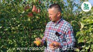 Груша сорт ТАЛГАРСКАЯ КРАСАВИЦА. СОЧНАЯ, СЛАДКАЯ, УРОЖАЙНАЯ.