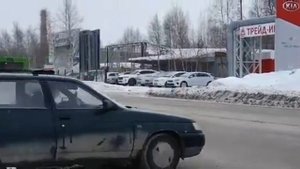 Нижневартовск медведь вышел в город