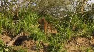 Животный мир | Прайд львов | Дикие собаки | Новый гарем | Гиппопотам | Слоны | Леопард