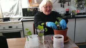 ПОСАДКА  РАСТЕНИЙ  В ГОРШКИ