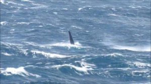 Two whales near Durban, South Africa. Киты у побережья Южной Африки.