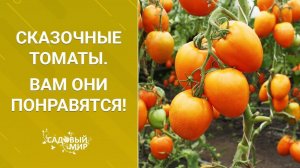 Сказочные томаты