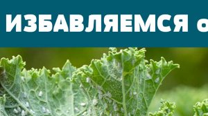 ЭФФЕКТИВНЫЙ СПОСОБ избавиться от ТЛИ, ГУСЕНИЦ, БАБОЧЕК ! Легко Бюджетно и БЕЗ ХИМИИ!