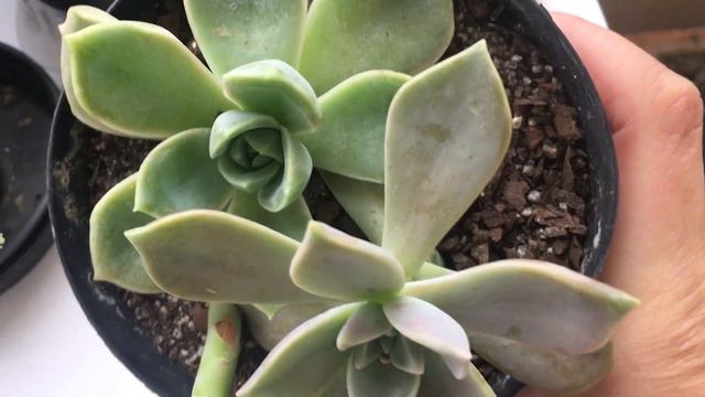 Suculentas Desconhecidas e Duvidosas смотреть онлайн