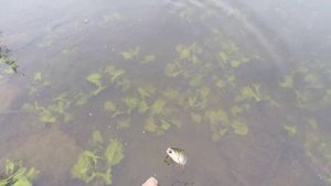 Крупный голавль на нахлыст 2 класса