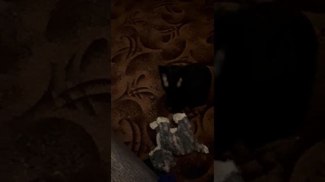 #кот #лает #как #собака #корнишрекс #хочетиграть