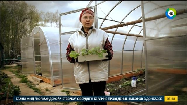 Полезный совет: как правильно сажать капусту. смотреть онлайн