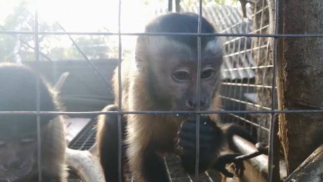 2019.10.14 Обезьяна капуцин Масяня, Питри и Даня. Маленькие обезьянки или большие грецкие орехи?